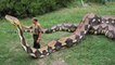 Biggest Python Snake - Giant Anaconda | World's Biggest Snake Found in Amazon River