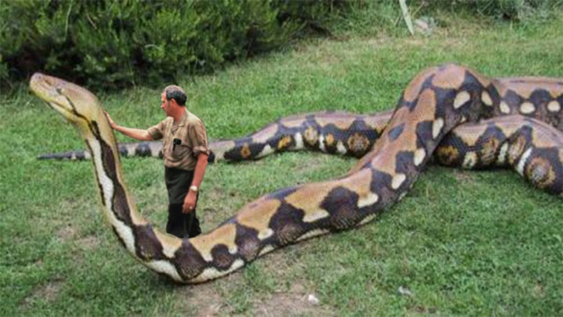 Biggest Python Snake Giant Anaconda World S Biggest Snake Found In Amazon River Video Dailymotion