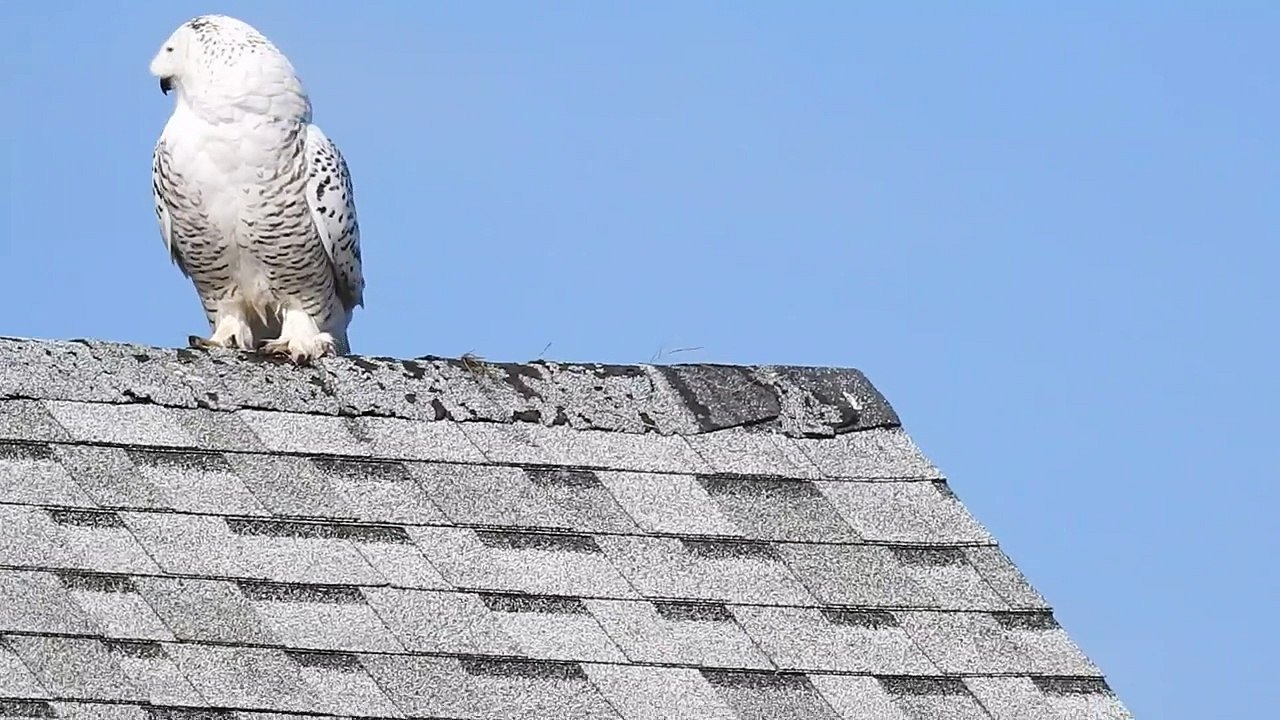 Tail end of a mouse, mole or vole going down.  Snowy Owl eats.  3/8/16