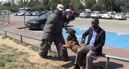 Ce chien est spécialement dressé contre les attaques au couteau