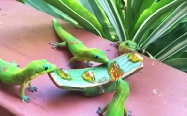 Cute Geckos Eating With Yoshi Sounds