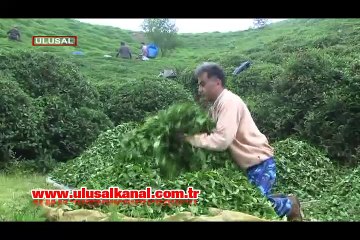 Yaş çay alım fiyatı açıklandı