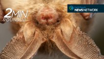 Bats for better drones, waves of dead sea creatures & a fake jellyfish bust