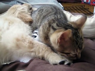 Sleeping Puppy Gets Bath From Kitty
