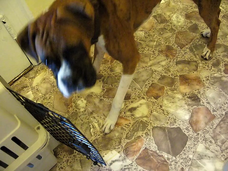 Boxer meets Kitty Boy. Too Cute!