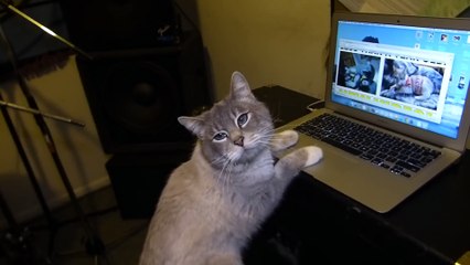 Talking Kitty Cat 46 - Random Needs A Name