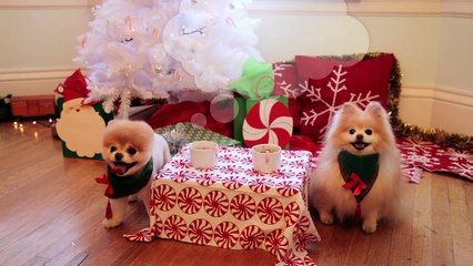 A Holiday Adventure with Boo, The World s Cutest Dog