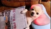 Adorable Cute South Korean Dog Gets Neck Massage