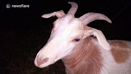 Goat climbs on chair and 'dances' beneath a willow tree