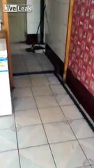 Not easy for any cat watching this video