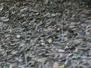 Vidéo Billa juin07