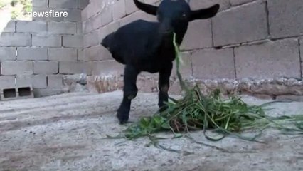 Sheep born with only two legs lives 'normal' life