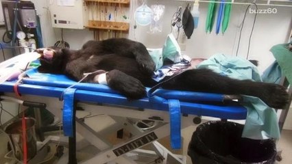 Paralyzed Bear Makes Incredible Recovery