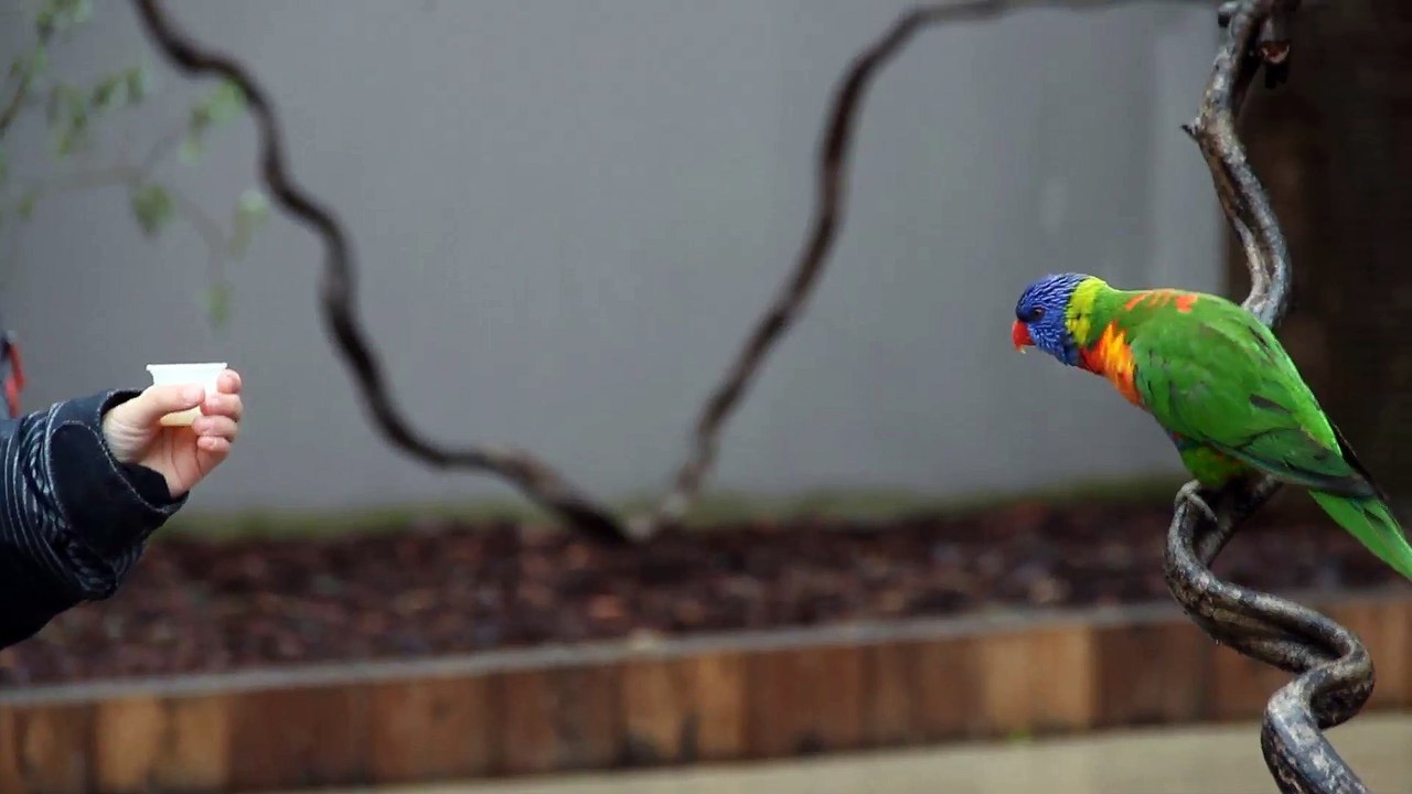 La volière des Lauris - Parc des Oiseaux
