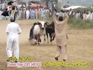 Experience the Vibrant T.A.M.A.S.H.A Narali Tamasha Festival 🎉