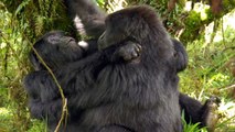 Silverback Gorillas In Rwanda Become First Documented Having Lesbian Sex