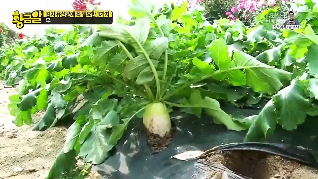 황금알.E211.160516-1