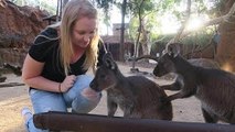 OMG WE GOT TO PET KANGAROOS & KOALA BEARS - Day 626