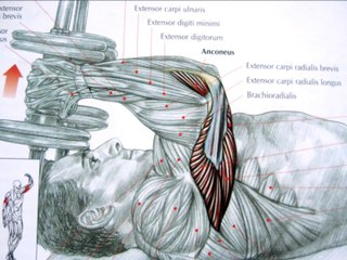 Bodybuilding triceps exercises and anatomy