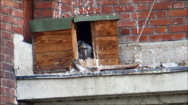 Faucon pèlerin, Nancy (54, FR) 20160516GM