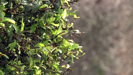 Toxic caterpillar infestation plagues London suburb
