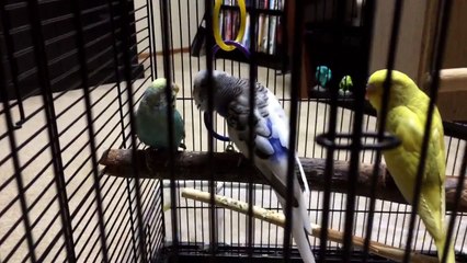 Periquitos australianos