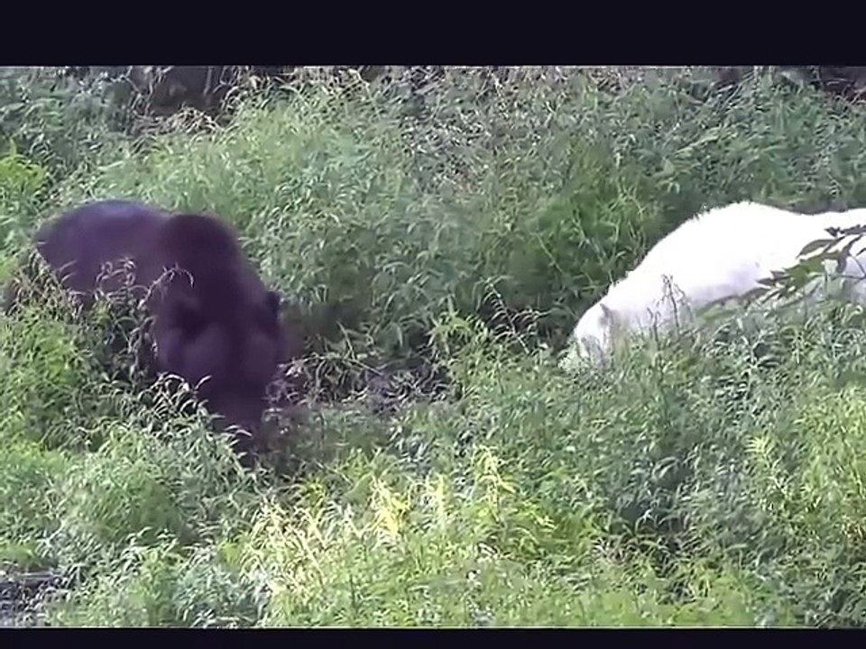 15 CRAZIEST Animal Fights Caught On Camera #3 - Lion,Buffalo,crocodile,Elephant, Bear,Lion