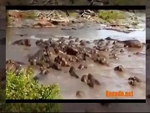 Craziest real Animals Fight Amazing Animal Attack Compilation HD 2016 Funny Animals #7