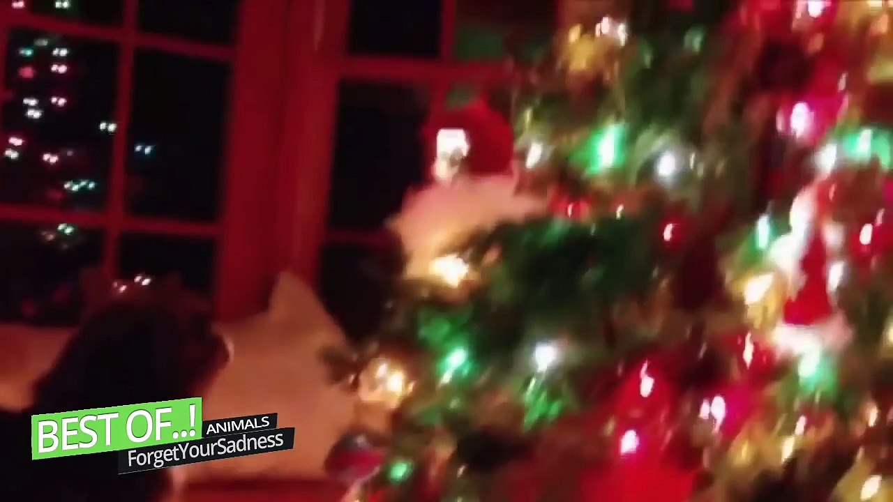 Funny Cats Compilation Videos Ever!