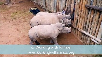 Trois bébés rhinocéros pleurent pour avoir du lait