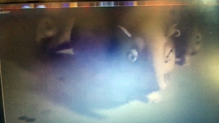 Türkçe dersi dublaj çalışması Buz Devri