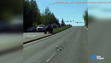 Mama bear carries cub with her mouth to cross busy road