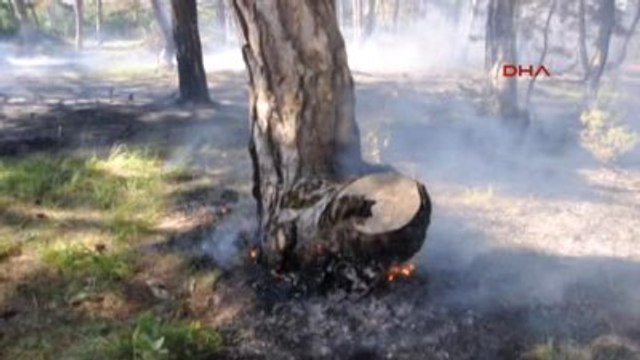 Malkara?da Çıkan Yangında 20 Dönümlük Ormanlık Arazi Zarar Gördü