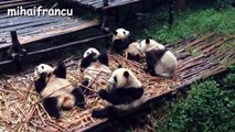 Panda Bear - A Funny Panda And Cute Panda Videos Compilation || NEW HD