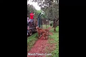 15 feet High Jump By Big Tiger Amazing