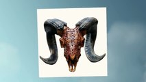 Bull Skull for Sale as a Unique Gift - Bull Carvings