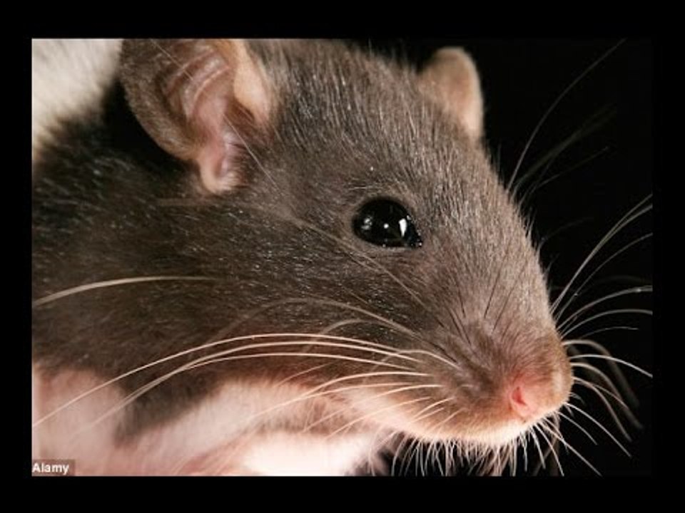 Rat chews coma patient's feet in a government hospital in Gwalior