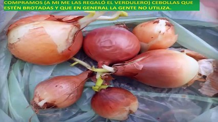 Coltivare Cipolle Tutto L'anno In Un Appartamento? Ecco Come Farlo In Modo Ingegnoso