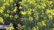 Wheat producers eye canola in crop rotations