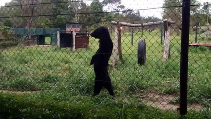 Funny bear walking like human