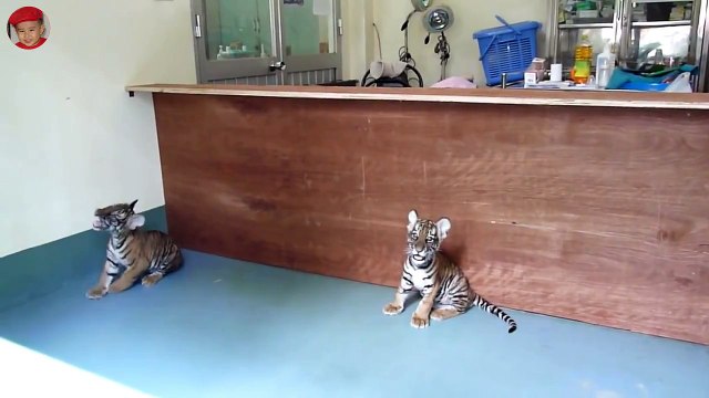 Nhạc Thiếu Nhi - Hổ Con Đáng Yêu Tại Thảo Cầm Viên - Bengal Tiger Toys For Kids