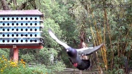 CHIM BỒ CÂU BAY - NHẠC THIẾU NHI CON CHIM NON REMIX SÔI ĐỘNG