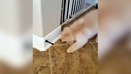 Fluffy Golden Retriever Puppy vs. Door Stopper