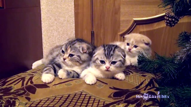 Kittens' yawning is contagious