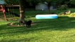 Dog runs off with kiddie pool