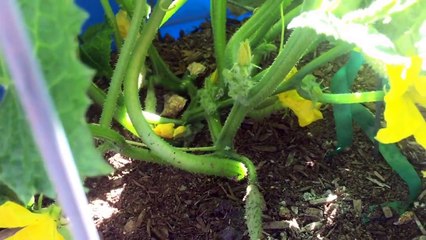 First 2016 tomato, cucumber update and my blackberry plants