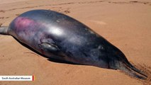 Rarely Seen Beaked Whale Found With Two Extra Teeth Baffles Experts