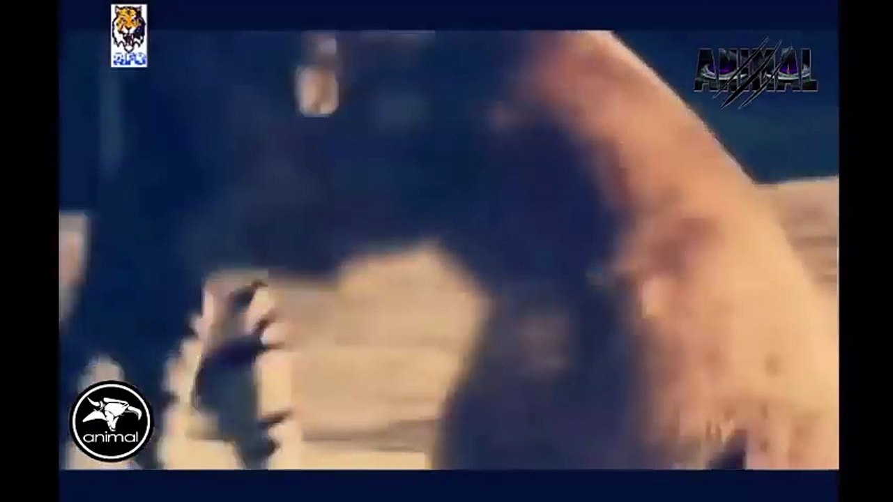 Tiger Fighting To Death Tiger Attacks Man,Dog,Bear,Lion Real Life Tiger Attack