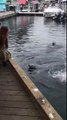 Seagull steals a harbour seal's snack