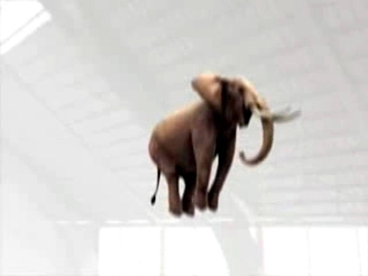 Elephant sur un trampoline - Vidéo Dailymotion